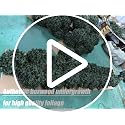 27-Inch Artificial Boxwood Ball Bush with Spike, UV-Resistant 2-Pack