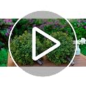 2 Pcs Artificial Boxwood Topiary Balls, 16-Inch UV Resistant Faux Shrubs