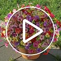 24 Bundles UV Resistant Outdoor Artificial Flowers - Faux Silk Violet & Lavender