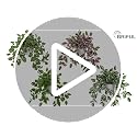 17.7" Artificial Watermelon Peperomia Trailing Plant in White Pot