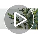 5 ft Artificial Olive Tree in White Planter - Faux Silk Plant for Home Decor