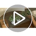 Set of 4 Mini Artificial Potted Plants - 7" Fake Eucalyptus for Desk & Shelf