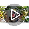3-Tier Tabletop Indoor Water Fountain with LED Light & Quiet Pump