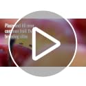 TERRO Fruit Fly Trap 4-Pack with 180-Day Lure Supply - Indoor Pest Control