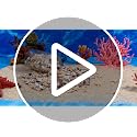 1200 Pcs Natural Mini Seashells & Starfish Set for DIY Crafts & Decor