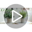 Artificial Potted Eucalyptus Plants (2-Pack) - Small Greenery Decor