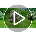 2-Pack 24-Inch Artificial Boxwood Topiary Ball Trees with Ground Spikes