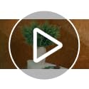 12 Pcs 30" Gradient Greenery Norfolk Pine Stems - JoyHalo