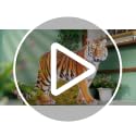 4ft Life-Size Tiger Cardboard Cutout for Safari Jungle Party Decor