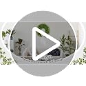 22-Inch Artificial Boxwood Wreath with Sash - UV Resistant Outdoor Decor