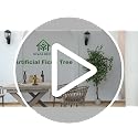 6FT Artificial Ficus Tree with White Planter - Realistic Faux Plant for Home Decor