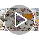 Natural Mixed Beach Seashells Bulk (200 Pcs) for DIY Crafts & Decor