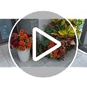Artificial Chrysanthemum Topiary Bushes - UV Resistant Fall Decor, Set of 2